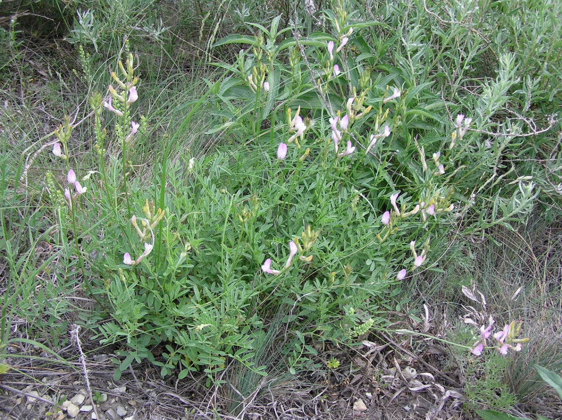 Изображение особи Astragalus pallescens.