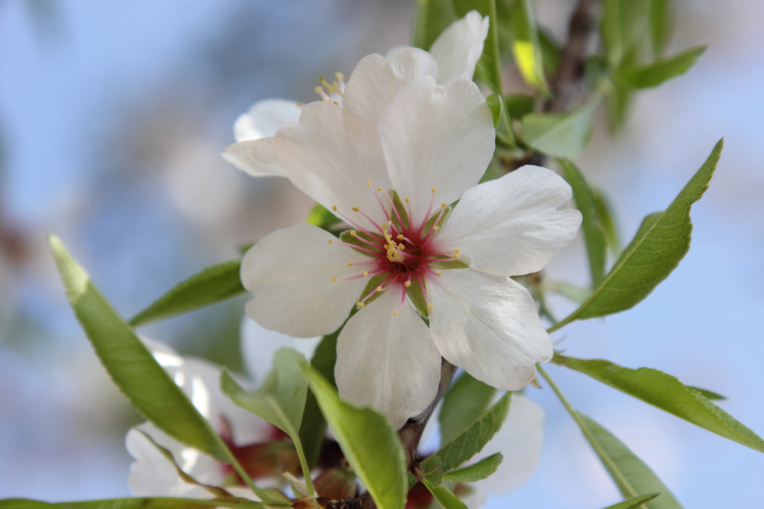 Изображение особи Amygdalus communis.