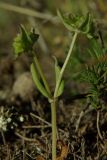 Valerianella costata