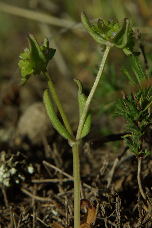 Изображение особи Valerianella costata.