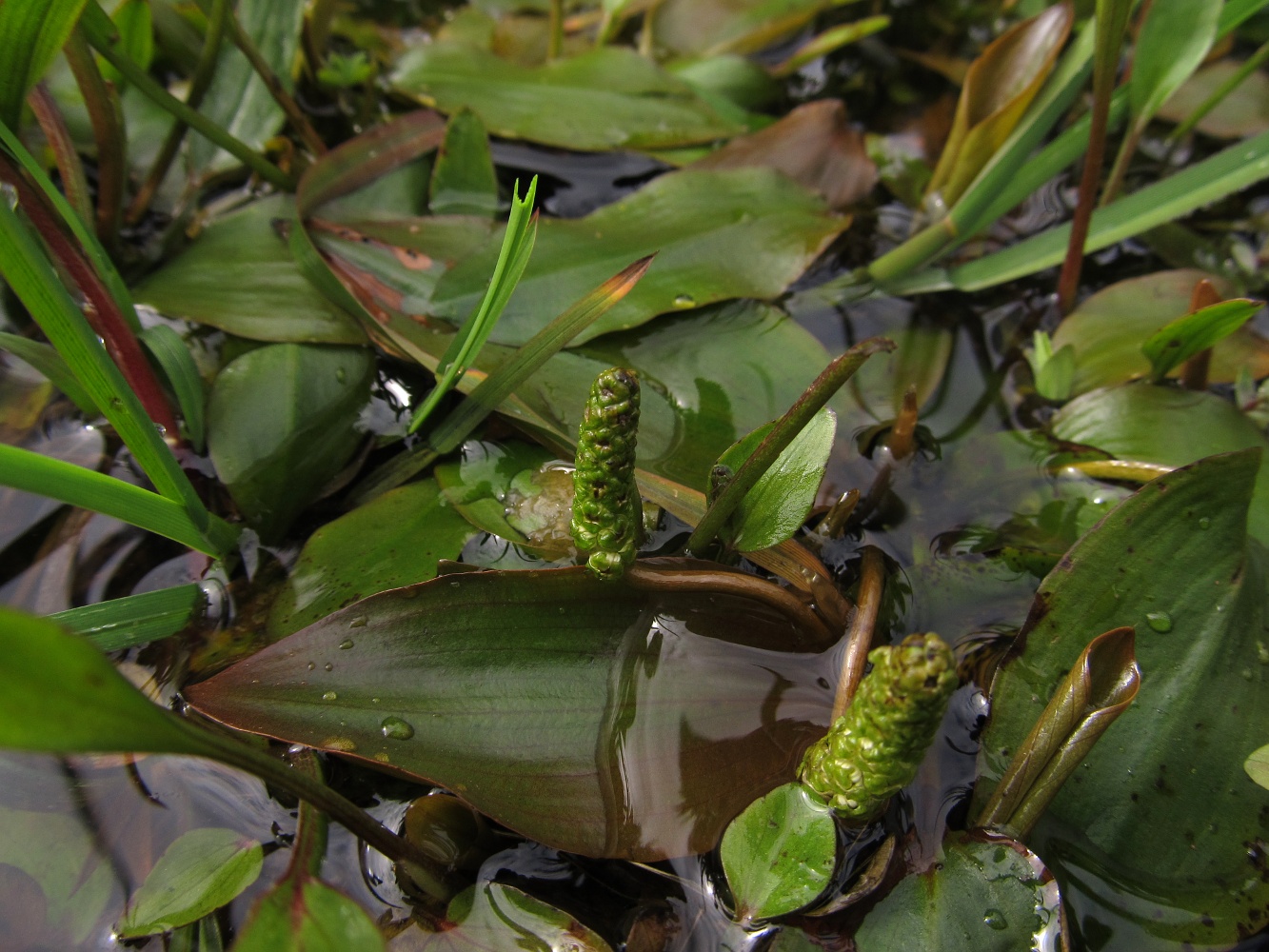 Изображение особи Potamogeton polygonifolius.