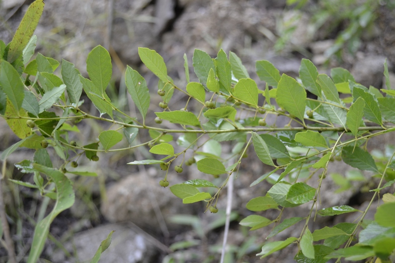 Изображение особи Flueggea suffruticosa.