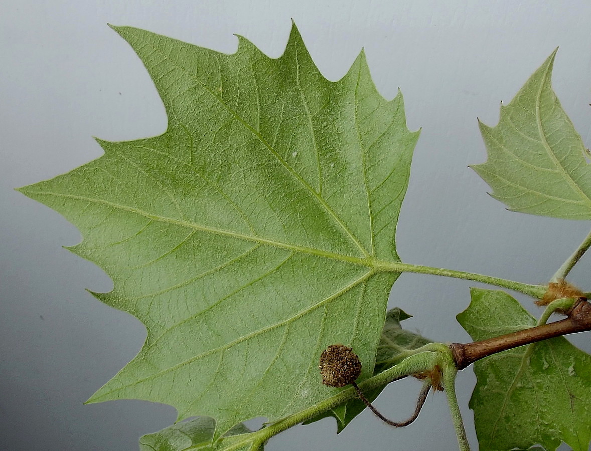 Изображение особи Platanus &times; acerifolia.