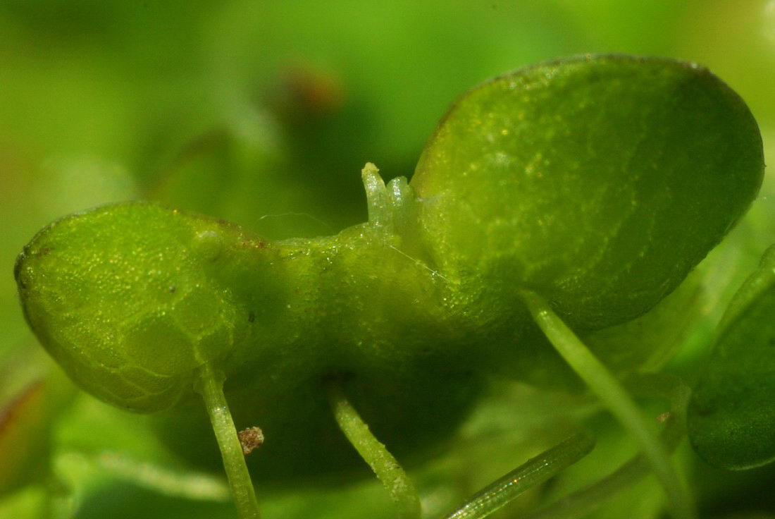 Image of Lemna gibba specimen.