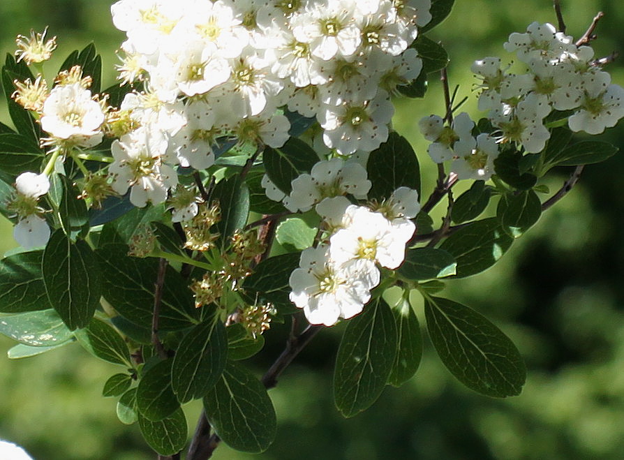 Image of Spiraea nipponica specimen.