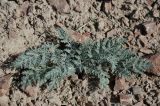 Ferula syreitschikowii