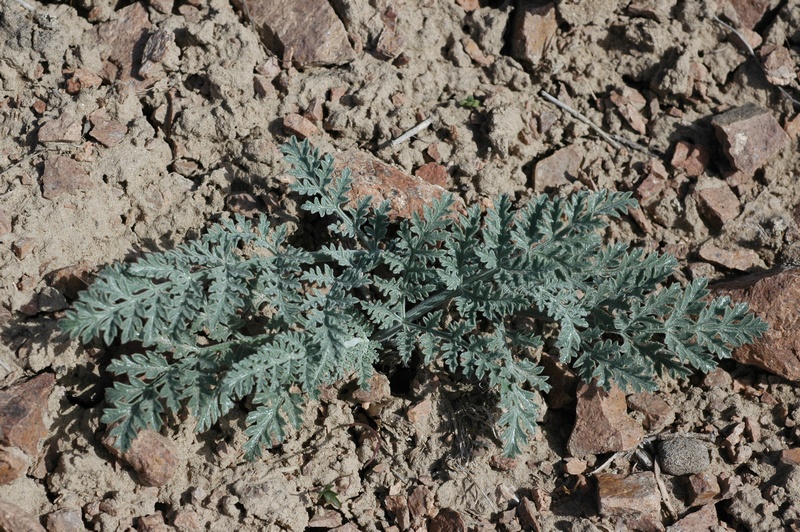 Image of Ferula syreitschikowii specimen.