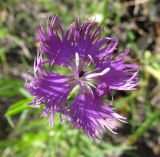 Dianthus hyssopifolius