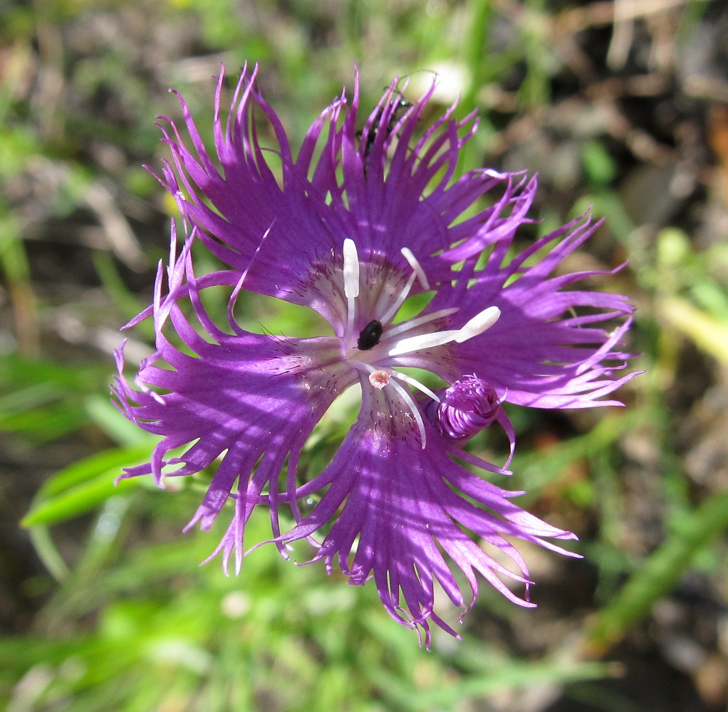 Изображение особи Dianthus hyssopifolius.