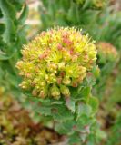 Rhodiola rosea