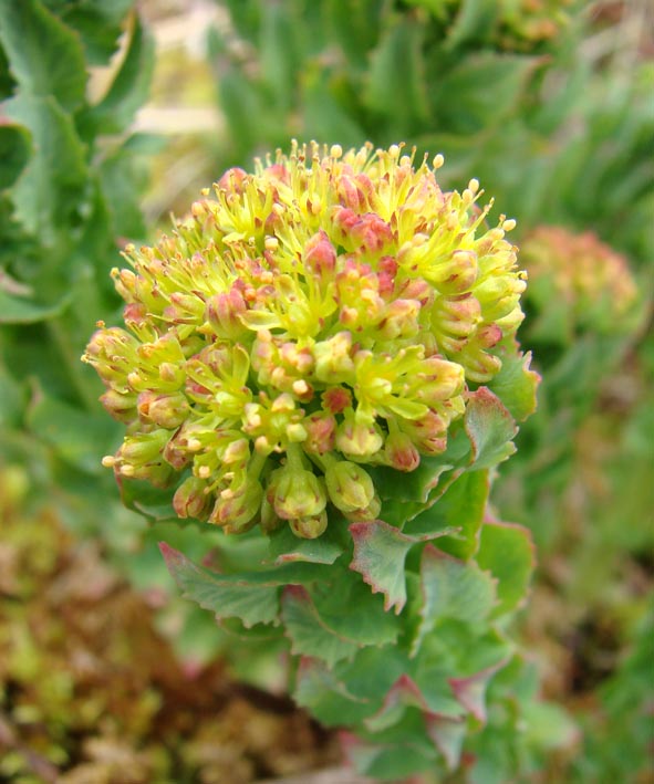 Изображение особи Rhodiola rosea.