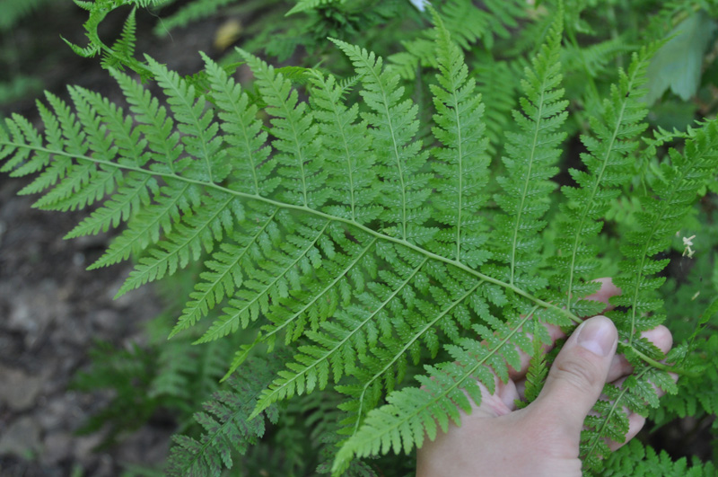 Изображение особи Athyrium filix-femina.