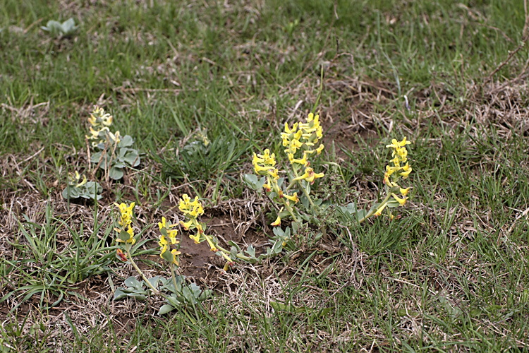 Image of genus Corydalis specimen.