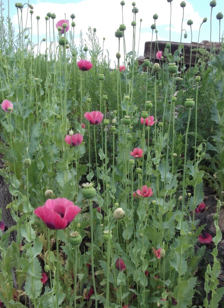 Изображение особи Papaver somniferum.