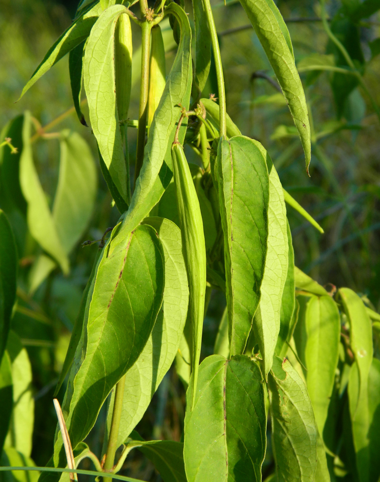 Image of Vincetoxicum scandens specimen.