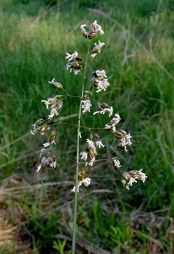 Изображение особи Hierochloe glabra.