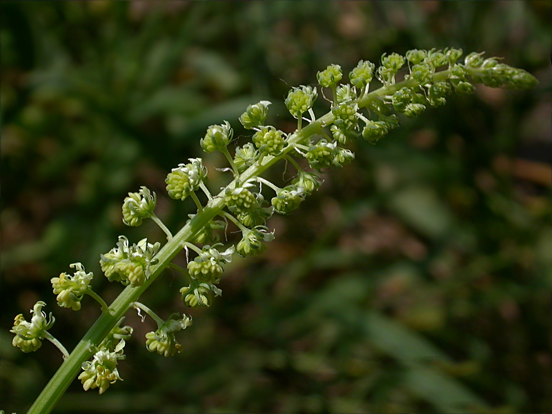 Image of Reseda lutea specimen.