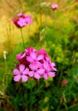 Dianthus calocephalus