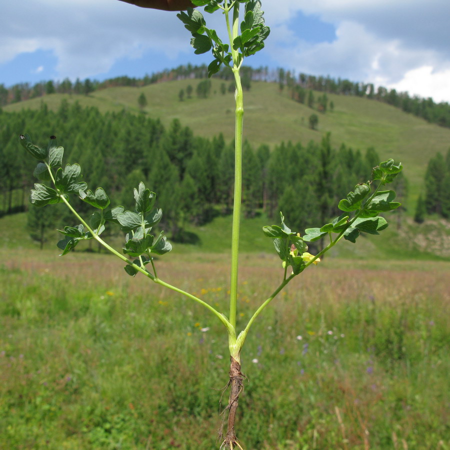 Image of Thalictrum altaicum specimen.