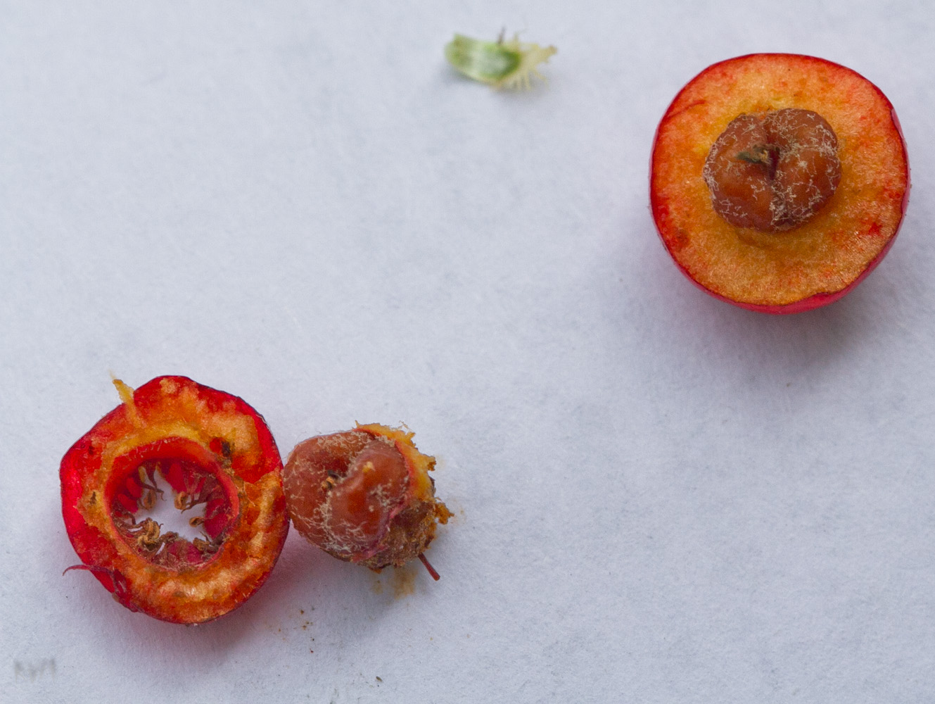 Image of Cotoneaster oliganthus specimen.
