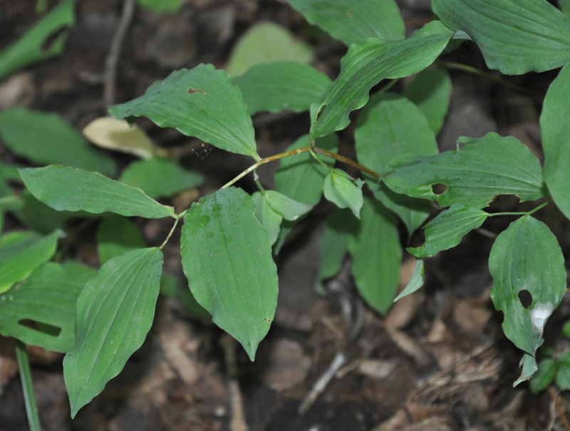 Image of Polygonatum involucratum specimen.