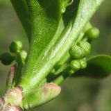 Euonymus europaeus