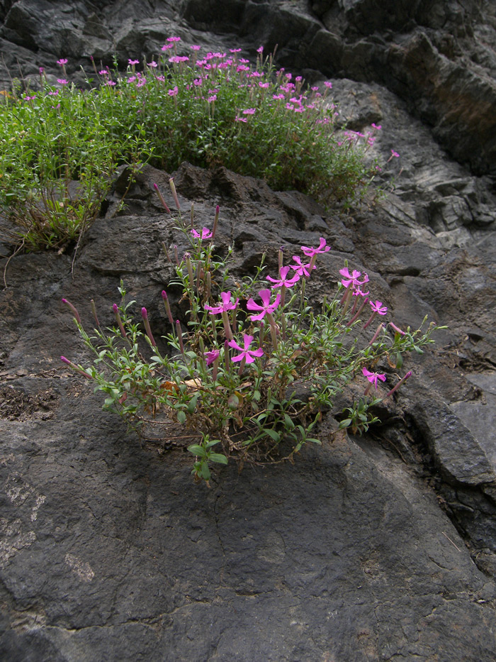 Image of Silene schafta specimen.