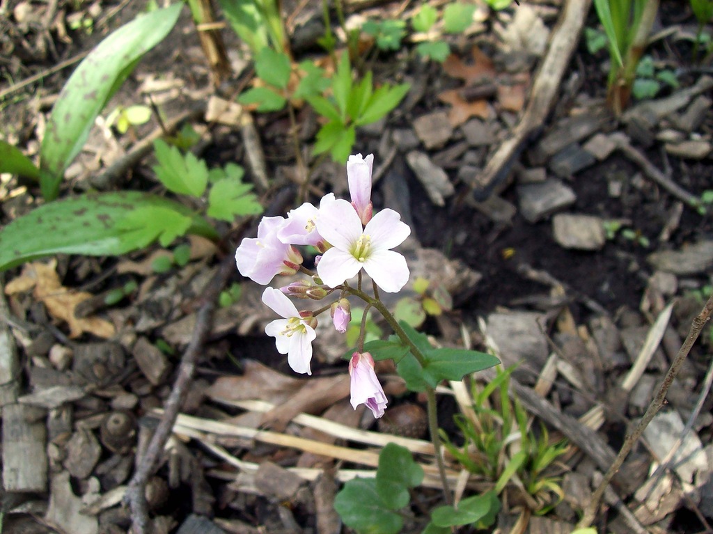 Изображение особи Cardamine douglassii.