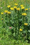 Inula grandiflora. Цветущие растения. Республика Адыгея, плато Лаго-Наки, ур. Верх. Цица. 24.07.2012.