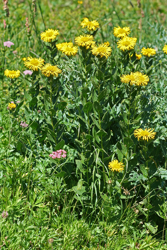 Image of Inula grandiflora specimen.