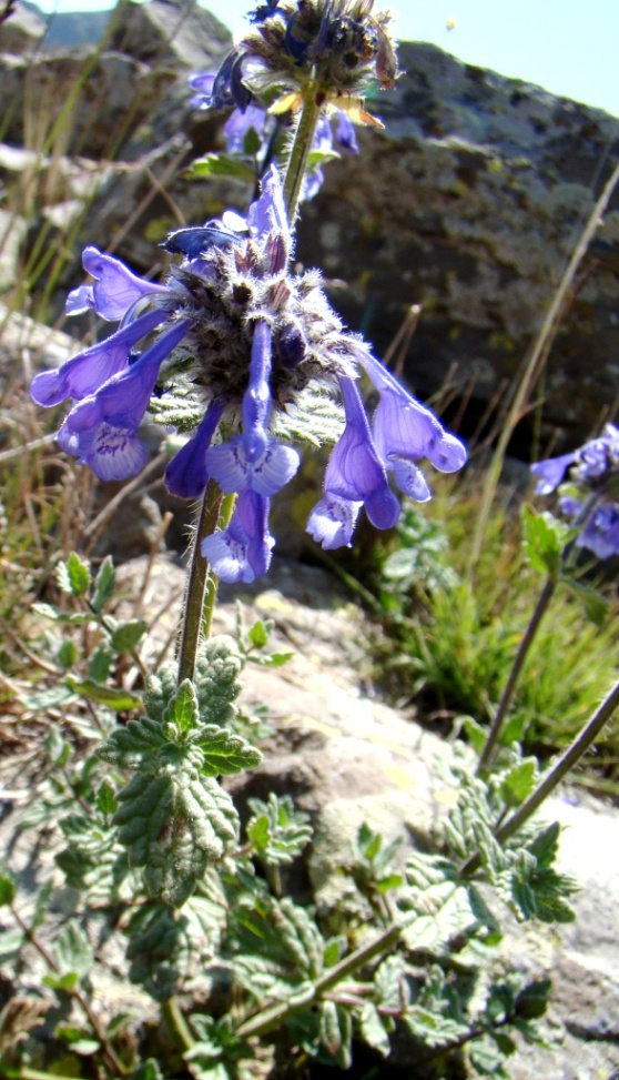 Изображение особи Nepeta buschii.