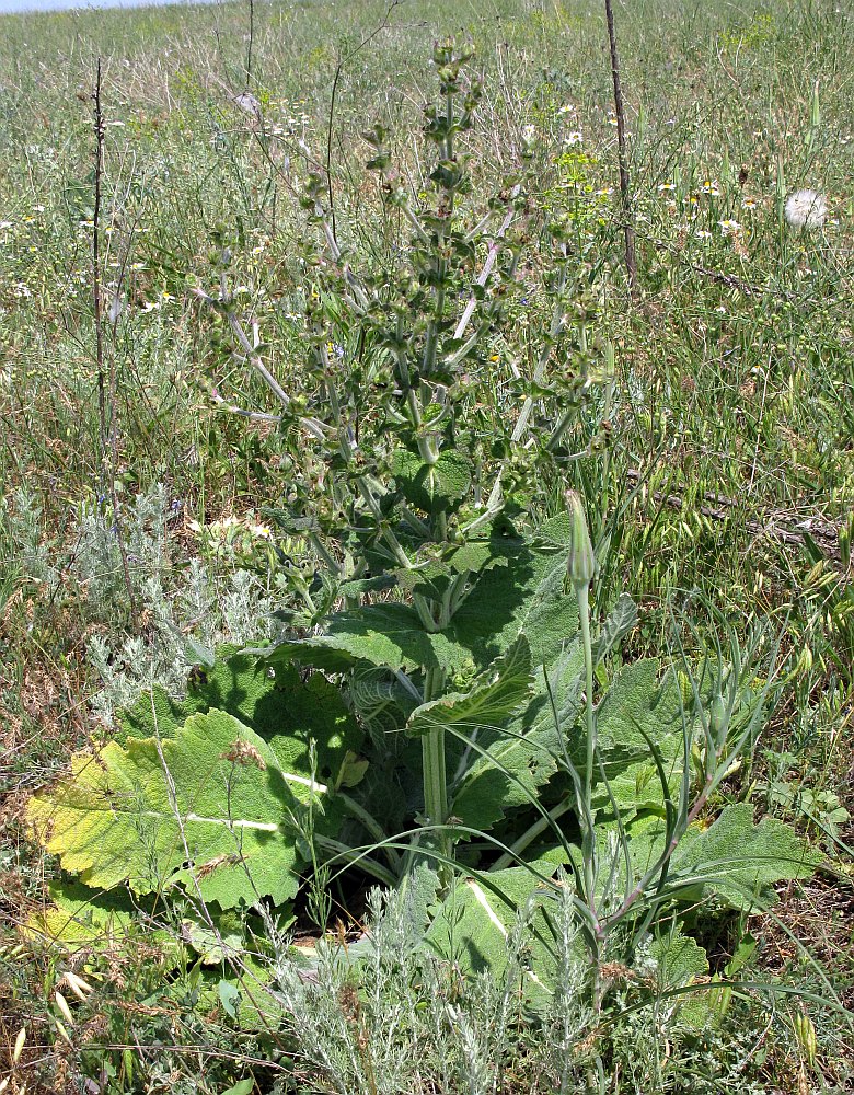 Image of Salvia aethiopis specimen.