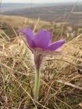 Pulsatilla patens. Цветущее растение среди прошлогодней сухой травы. Украина, Львовская обл., остепнённый луговой склон. 4 апреля 2012 г.