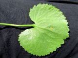 Ranunculus cassubicus