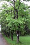 Ulmus laevis. Взрослые деревья. Свердловская область, окрестности г. Верхняя Пышма, с. Мостовское, в озеленении. 11.06.2012.