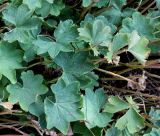 Alchemilla xanthochlora