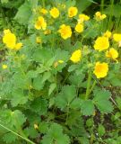 Potentilla megalantha