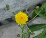 Sonchus arvensis ssp. uliginosus