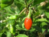 Lycium barbarum. Плод. Крым, Бахчисарайский р-н, Большой каньон, обочина дороги Бахчисарай - Ялта. 01.09.2010.