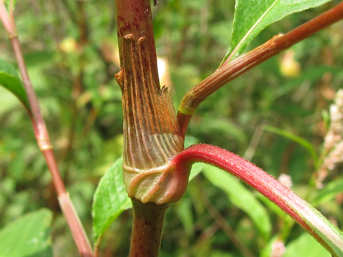 Изображение особи Persicaria lapathifolia.