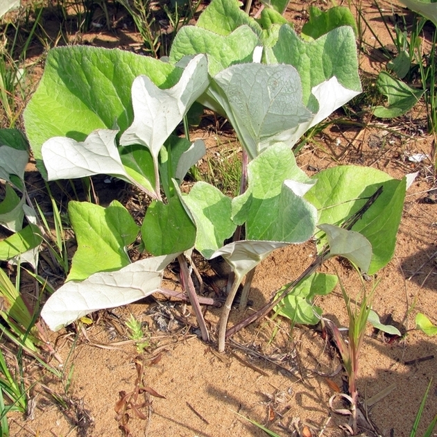 Image of Petasites spurius specimen.