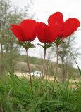 Anemone coronaria. Цветущие растения. Израиль, Северный Негев, лес Лаав. 05.02.2013.