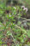 Trifolium arvense. Верхушка цветущего растения. Ленинградская обл., Лужский р-н, окр. дер. Сяберо. 30.06.2012.