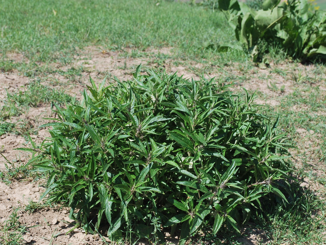 Image of Phlomis regelii specimen.