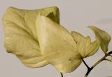 Hedera colchica. Листья ('Sulphur Heart') с нетипичной однотонной окраской. Германия, г. Кемпен, на заборе. 04.03.2013.