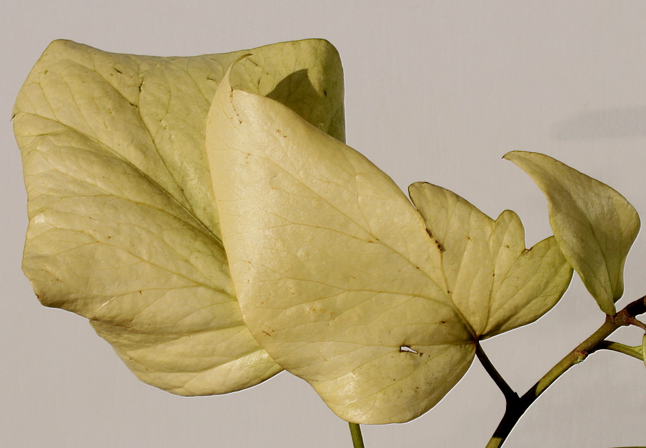 Image of Hedera colchica specimen.