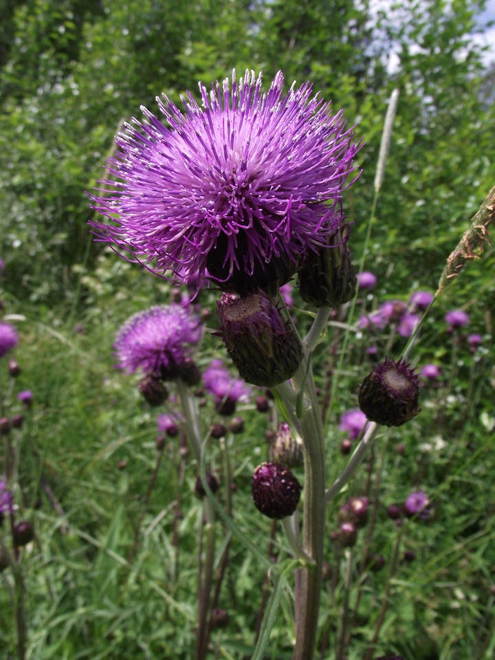 Image of Cirsium heterophyllum specimen.