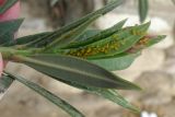 Nerium oleander. Верхушка молодого побега с кормящейся колонией жёлтой олеандровой тли (Aphis nerii). Израиль, г. Беэр-Шева, городское озеленение. 17.03.2013.