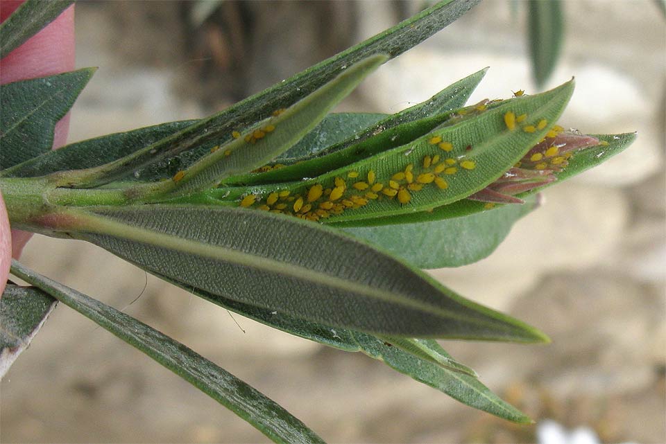 Image of Nerium oleander specimen.