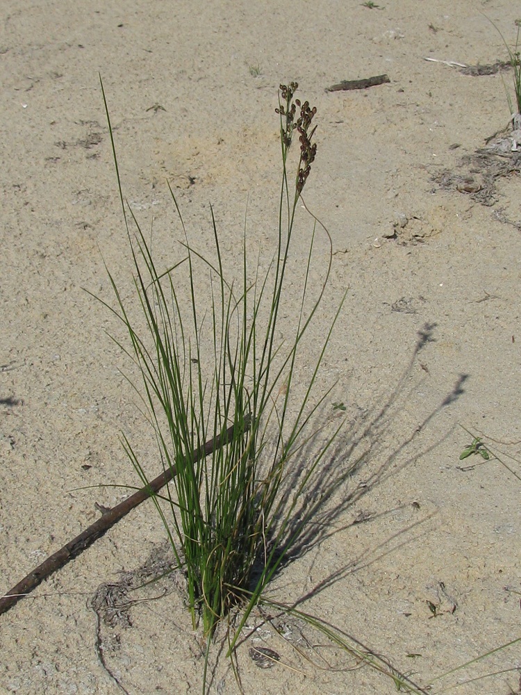 Изображение особи Juncus compressus.